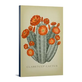 Claretcup Cactus, Vintage Flora, Lantern Press Artwork, Stretched Canvas