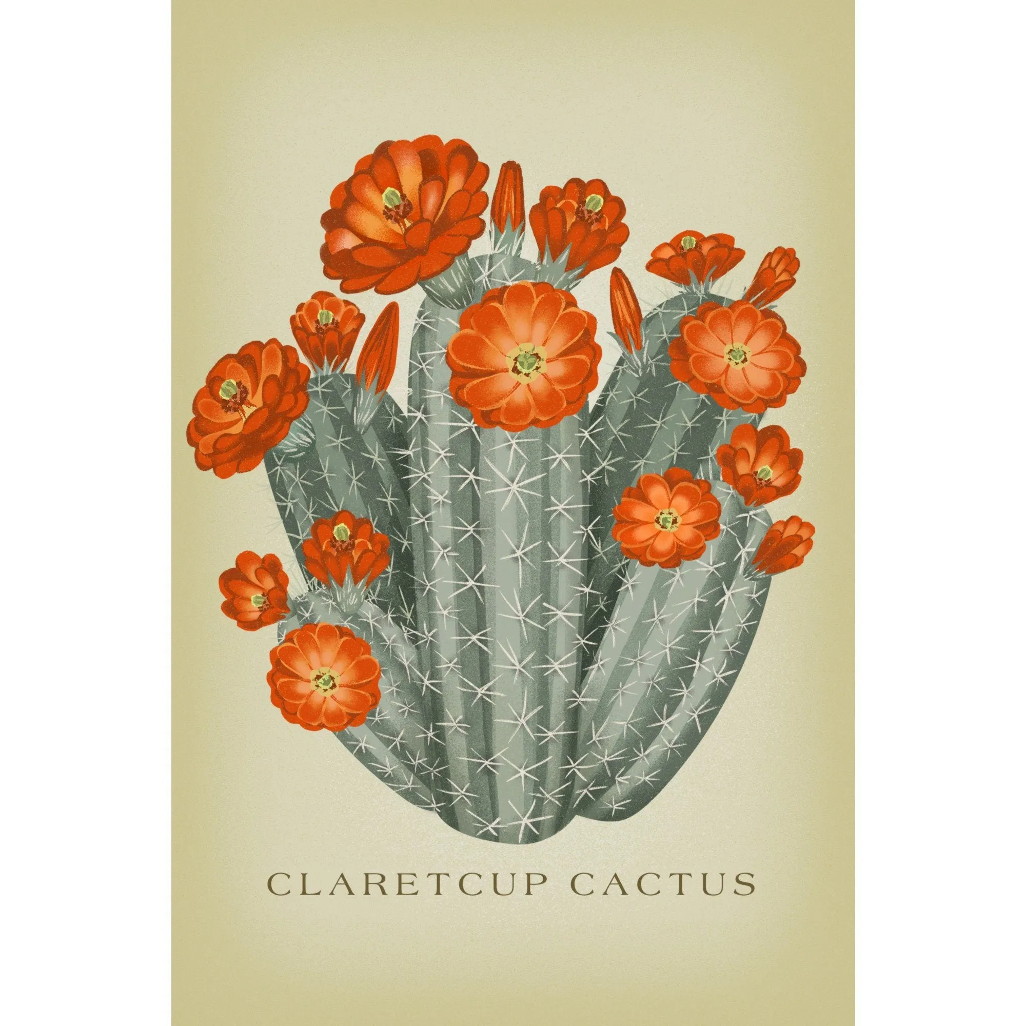 Claretcup Cactus, Vintage Flora, Lantern Press Artwork, Stretched Canvas