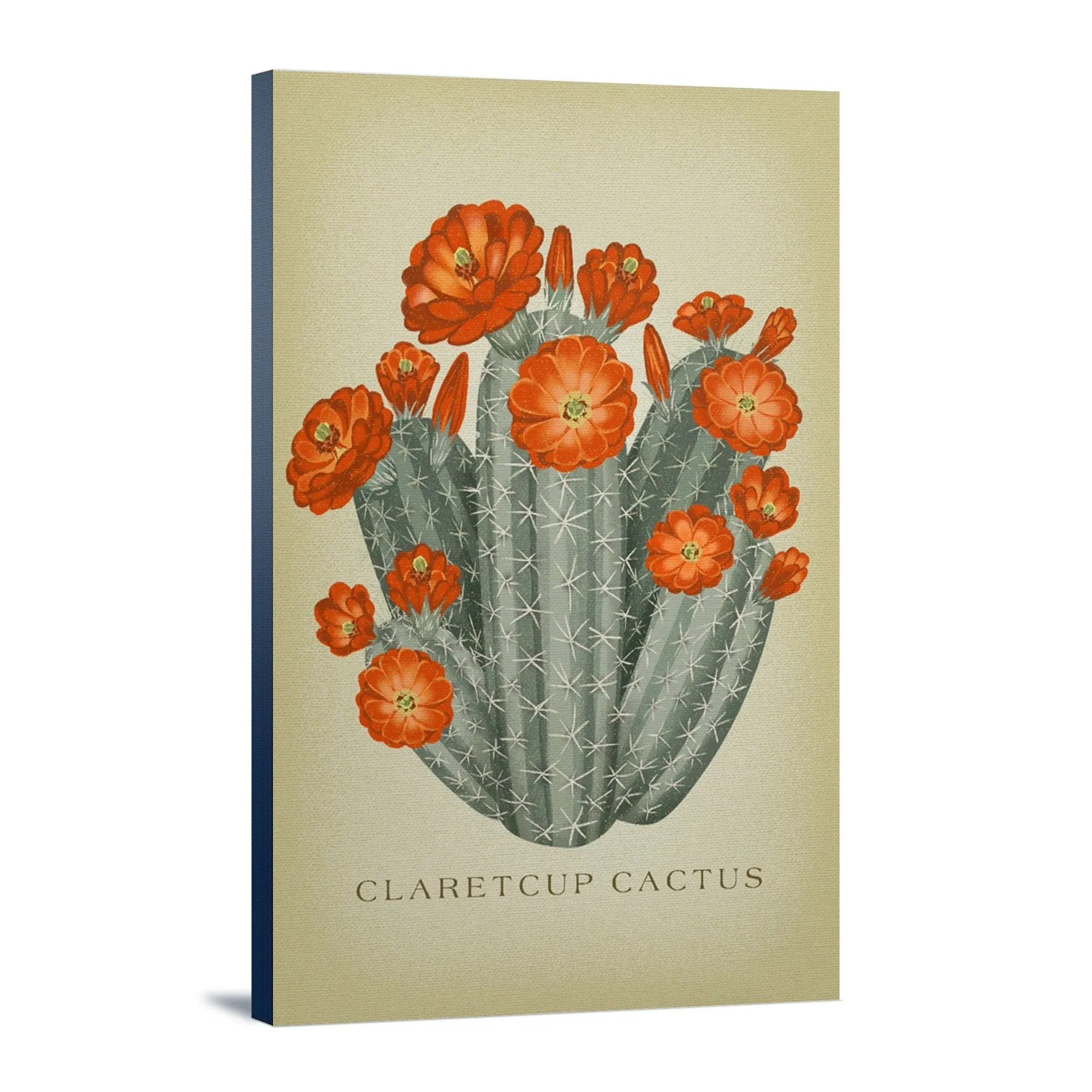 Claretcup Cactus, Vintage Flora, Lantern Press Artwork, Stretched Canvas